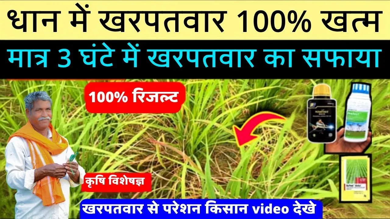 Paddy Weed Control