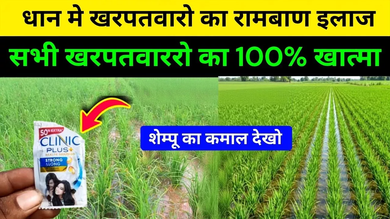 Weeds in paddy